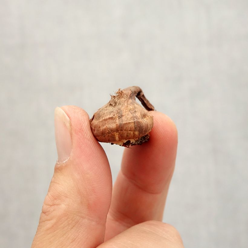 Example of Crocus korolkowii Bulbe size 6+ as you get in automne