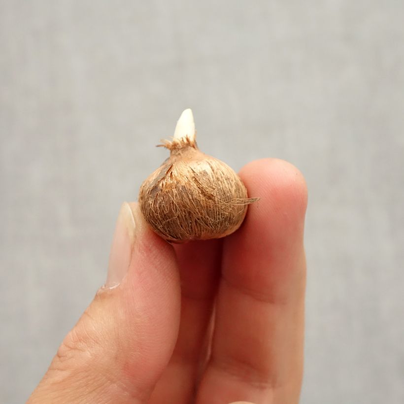 Example of Crocus Mammouth Whale Shark Bulbe size 7+ as you get in automne