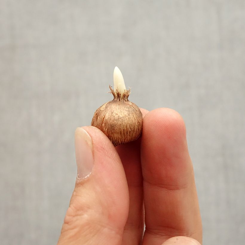 Example of Crocus olivieri ssp olivieri Bulbe size I as you get in automne