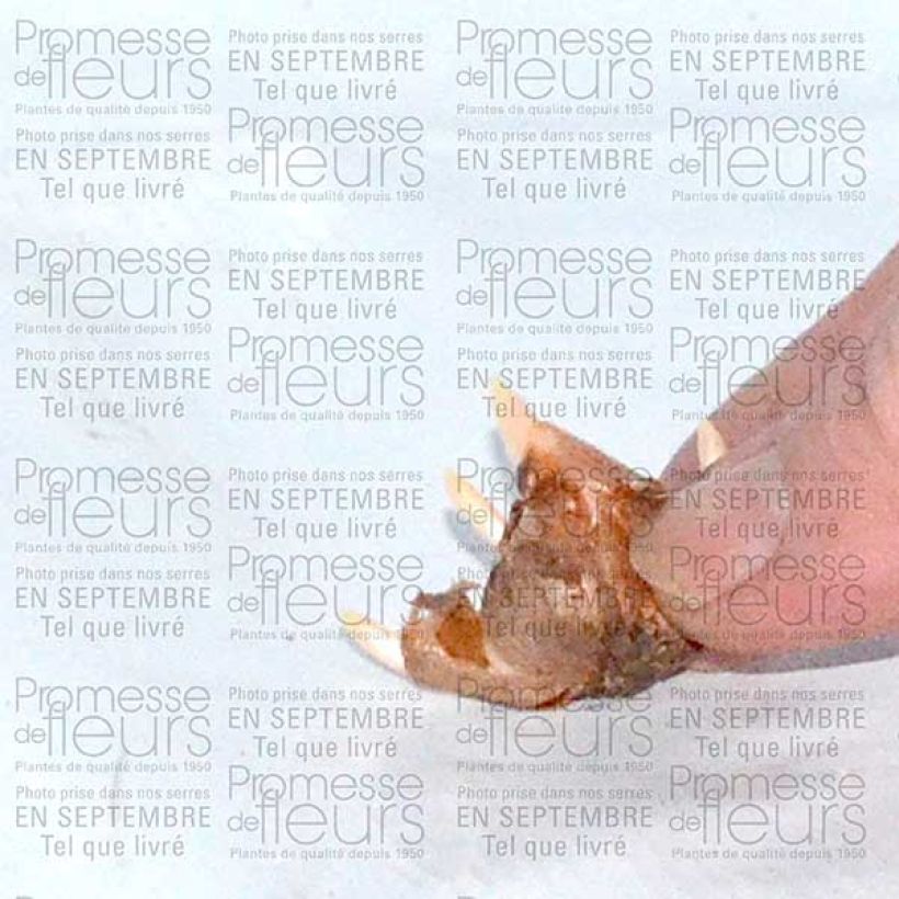 Example of Crocus speciosus Conquéror Bulbe size 5+ as you get
