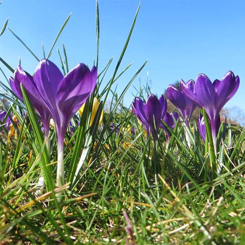 Crocus tommasinianus Ruby Giant (Plant habit)