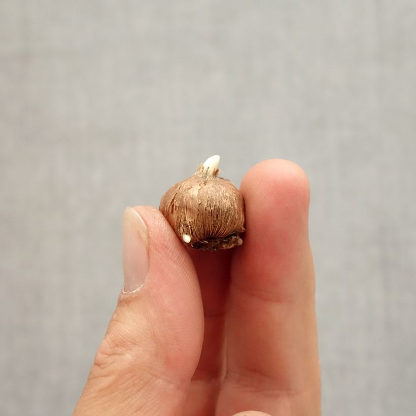 Example of Crocus vitellinus - Crocus botanique Bulbe size 5+ as you get in automne