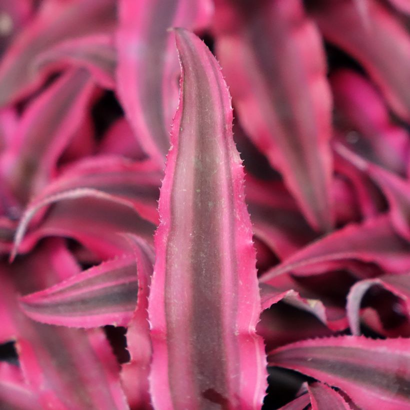 Cryptanthus Super Pink - Etoile de terre (Foliage)