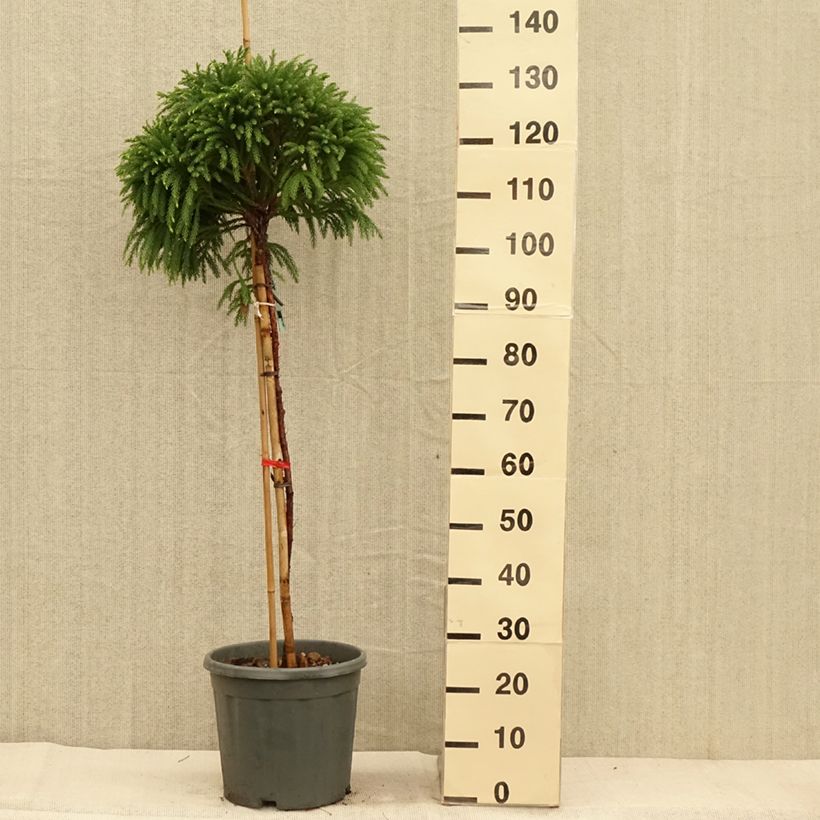 Example of Cryptomeria japonica Globosa Nana - Cèdre du Japon  Pot de 12L/15L, Tige as you get in automne