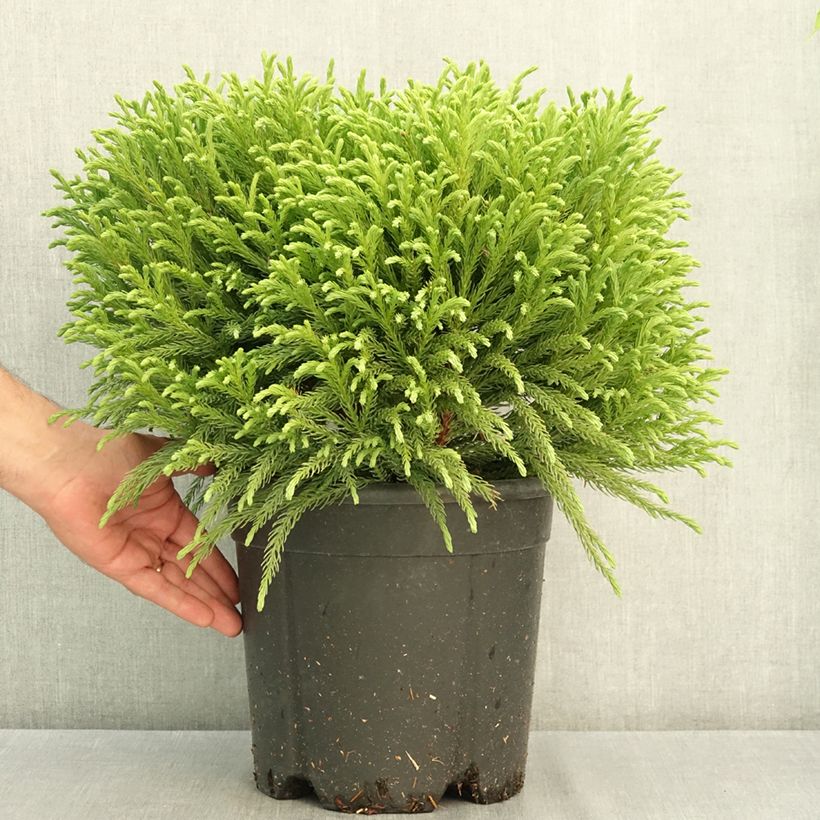 Example of Cryptomeria japonica Globosa Nana - Cèdre du Japon  Pot de 7,5L/10L as you get in ete