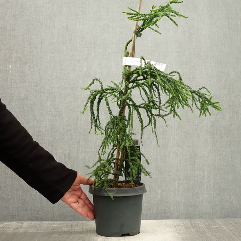 Example of Cryptomeria japonica Kyara Gold - Cèdre du Japon doré Pot de 3L/4L as you get in automne
