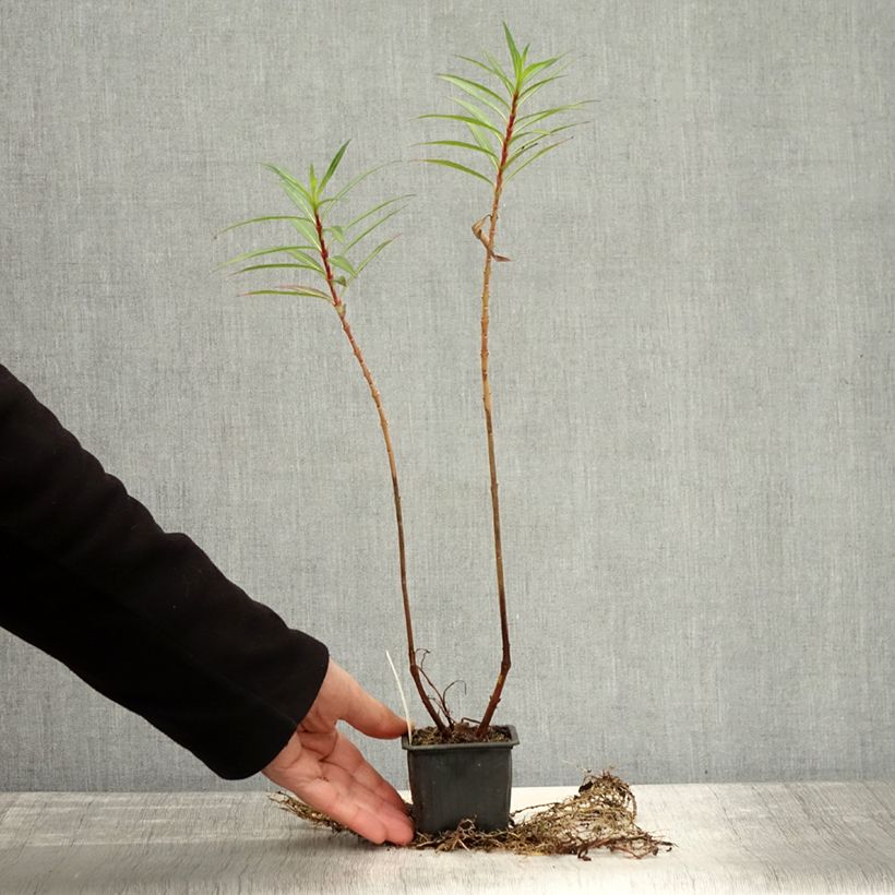 Example of Cuphea micropetala - Plante cigarette Godet de 8/9 cm as you get in automne
