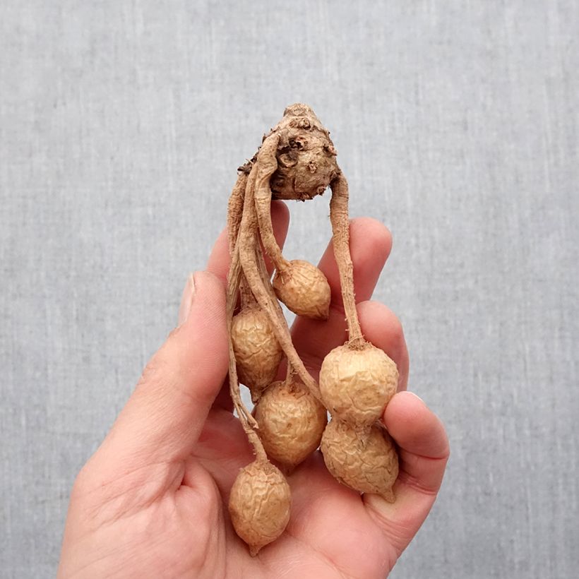 Example of Curcuma alismatifolia Pink - Tulipe du Siam Bulbe size I as you get in printemps