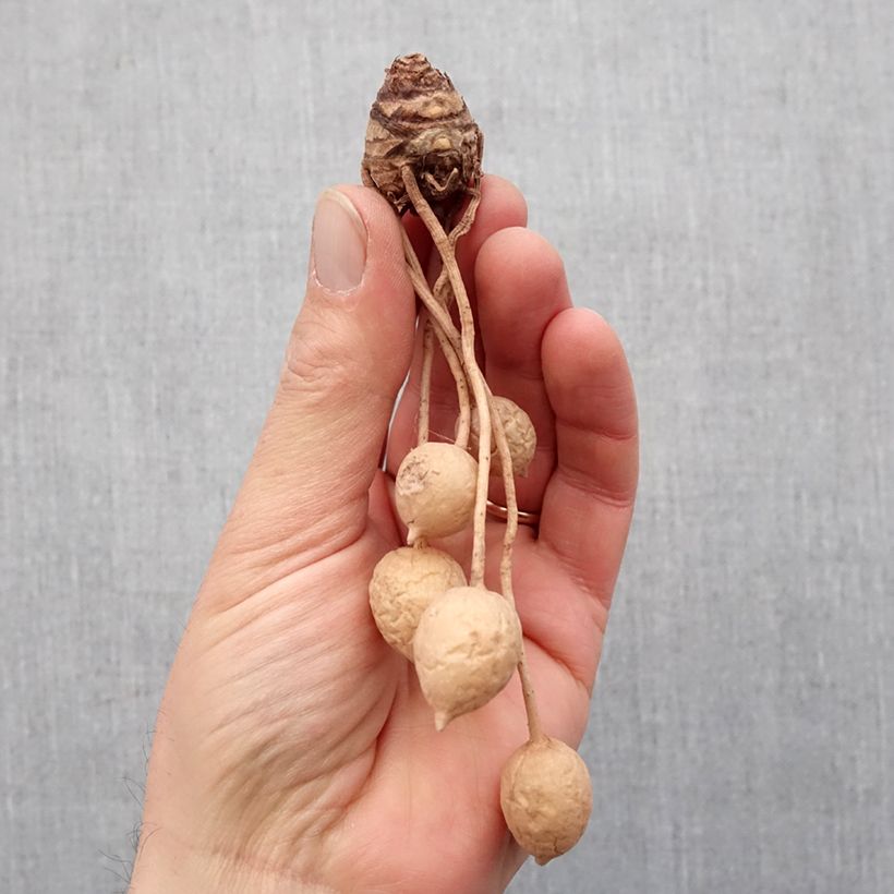 Example of Curcuma alismatifolia White - Tulipe du Siam Bulbe size I as you get in printemps