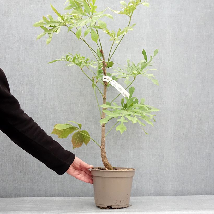 Example of Cussonia spicata - Cussonia en épis Pot de 4L/5L as you get in hiver