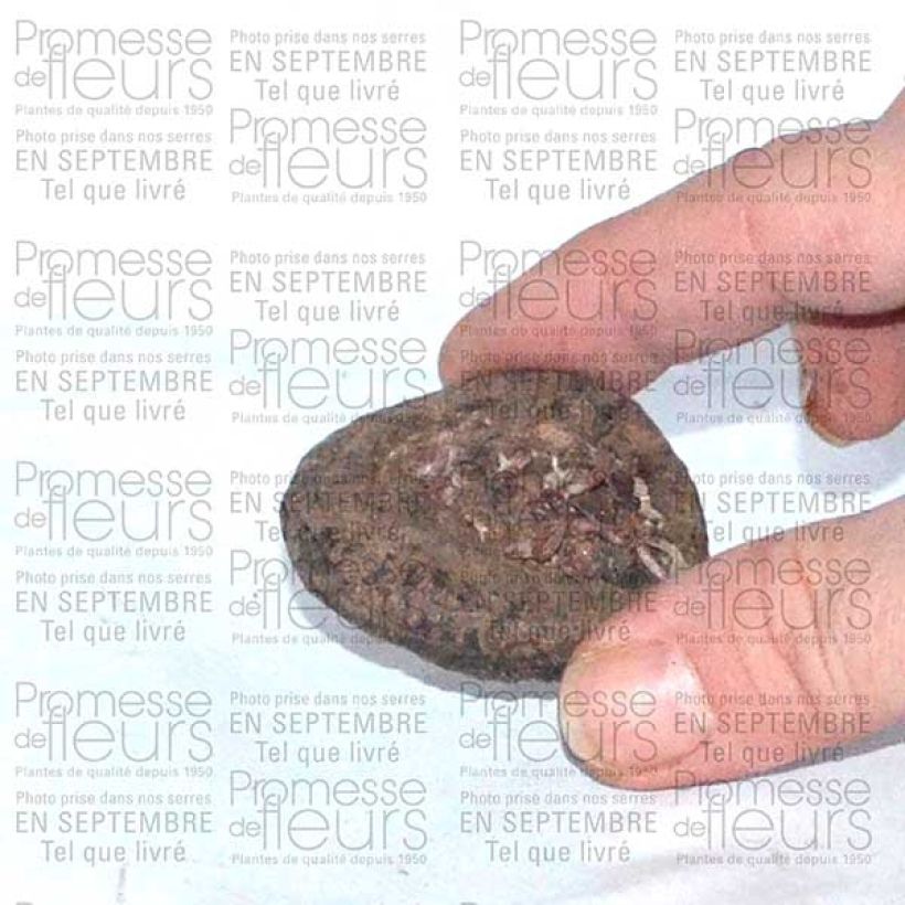Example of Cyclamen de Perse Bulbe size I as you get