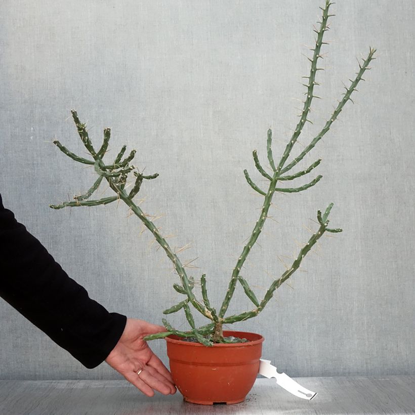 Example of Cylindropuntia kleiniae - Opuntia ou oponce Pot de 2L/3L as you get in automne