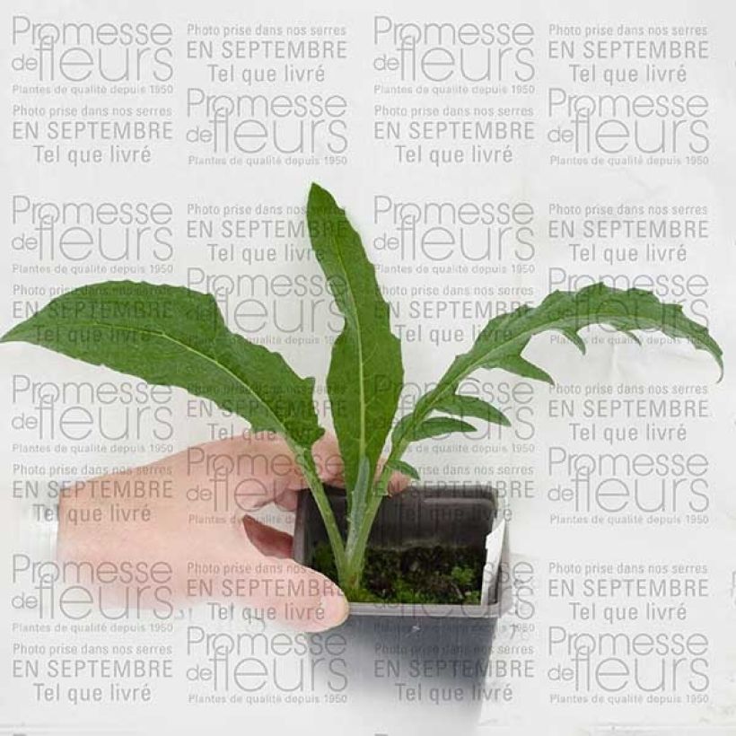 Example of Cynara cardunculus - Cardon Godet de 8/9 cm as you get