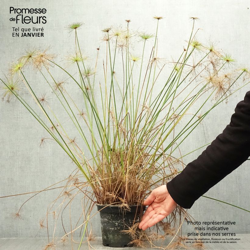 Example of Cyperus prolifer - Papyrus nain Pot de 3L/4L as you get in hiver