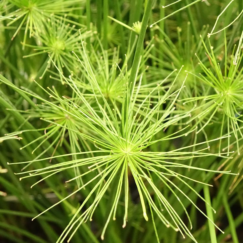 Cyperus prolifer - Papyrus nain (Flowering)