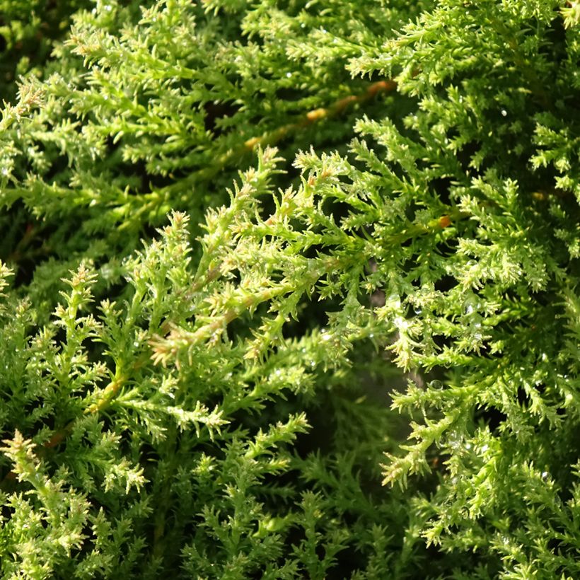 Cyprès de Sibérie - Microbiota decussata Fuzzball  (Foliage)