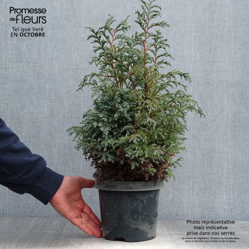 Example of Cyprès Sawara - Chamaecyparis pisifera Baby Blue                Pot de 3L/4L as you get in automne