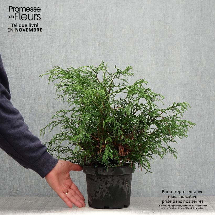 Example of Cyprès Sawara - Chamaecyparis pisifera Filifera                 Pot de 2L/3L as you get in automne