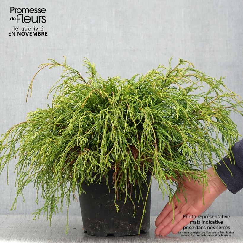 Example of Cyprès Sawara - Chamaecyparis pisifera Sungold                   Pot de 3L/4L as you get in automne