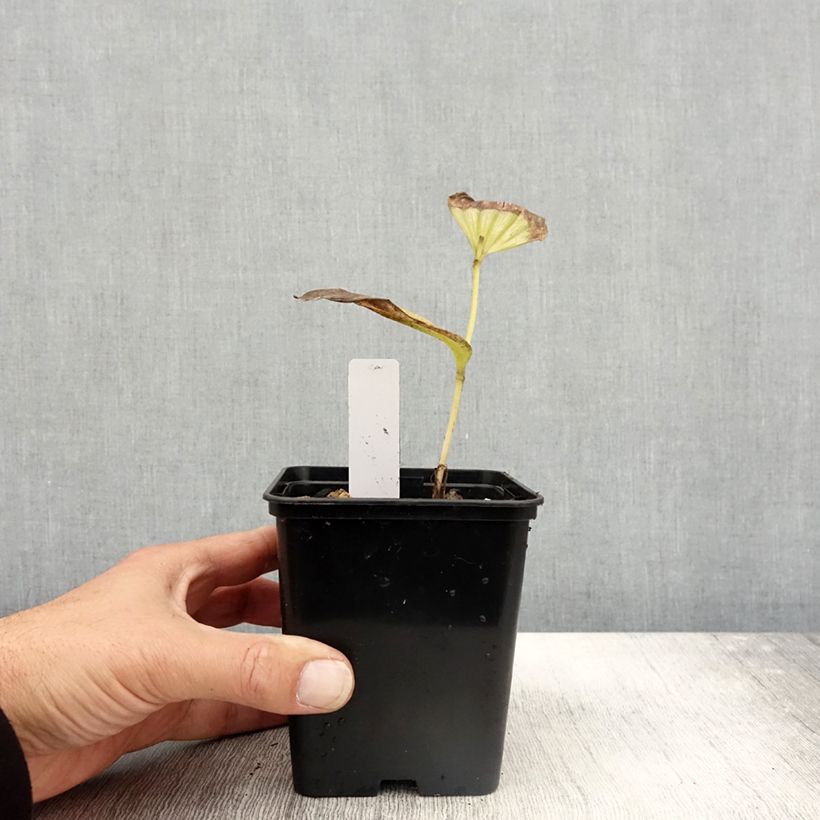 Example of Cypripedium Emil - Sabot de Venus hybride Pot de 1L/1,5L as you get in automne