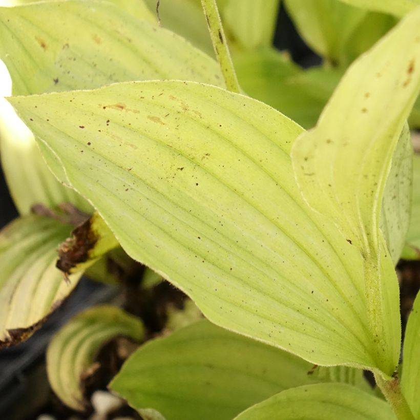 Cypripedium Gisella - Sabot de Venus hybride (Foliage)