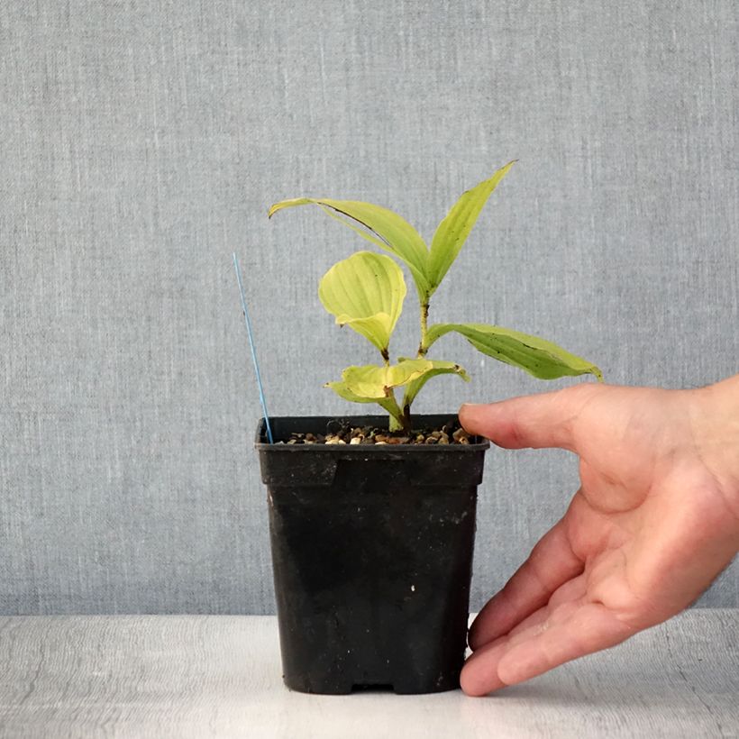 Example of Cypripedium reginae - Sabot de Venus Pot de 1L/1,5L as you get in ete