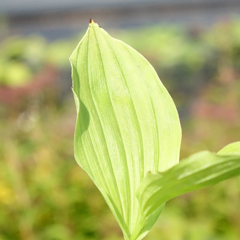 Cypripedium Sabine - Sabot de Venus hybride (Foliage)