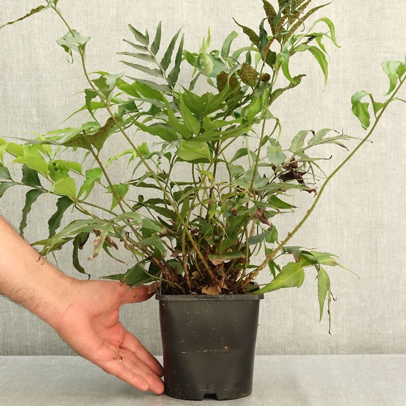 Example of Cyrtomium devexiscapulae - Fougère Pot de 2L/3L as you get in ete