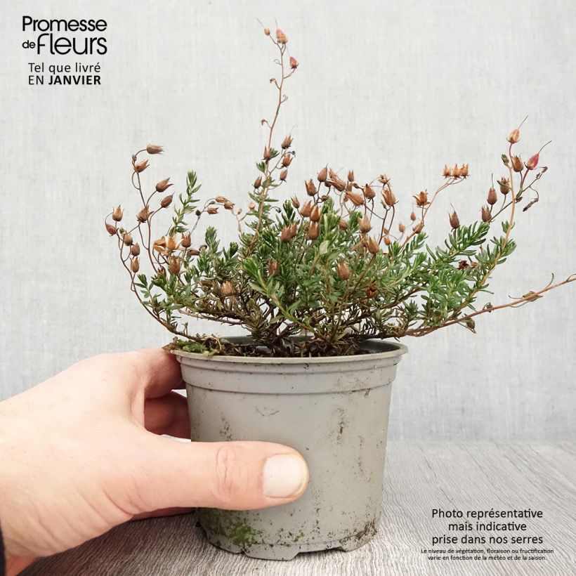 Example of Daboecia cantabrica Cupido - Bruyère de Saint Daboec Pot de 10 cm/11cm as you get in hiver