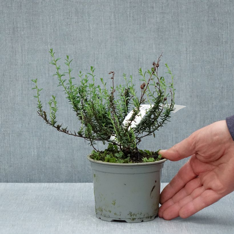 Example of Daboecia cantabrica Purpurea - Bruyère de Saint Daboec Pot de 10 cm/11cm as you get in printemps