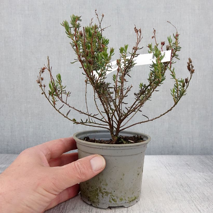 Example of Daboecia cantabrica Vanessa - Bruyère de Saint Daboec Pot de 10 cm/11cm as you get in printemps