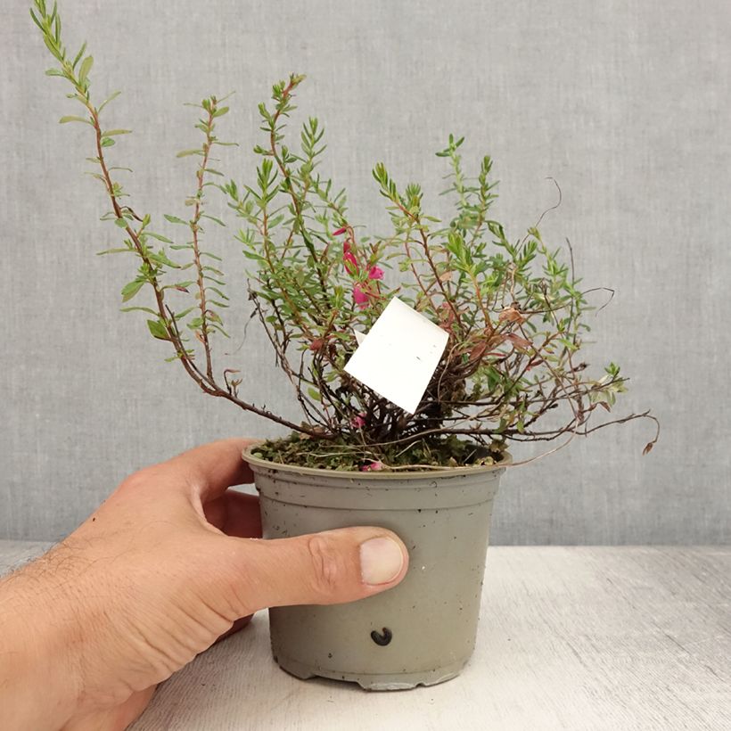 Example of Daboecia cantabrica Waley's Red - Bruyère de Saint Daboec Pot de 10 cm/11cm as you get in ete
