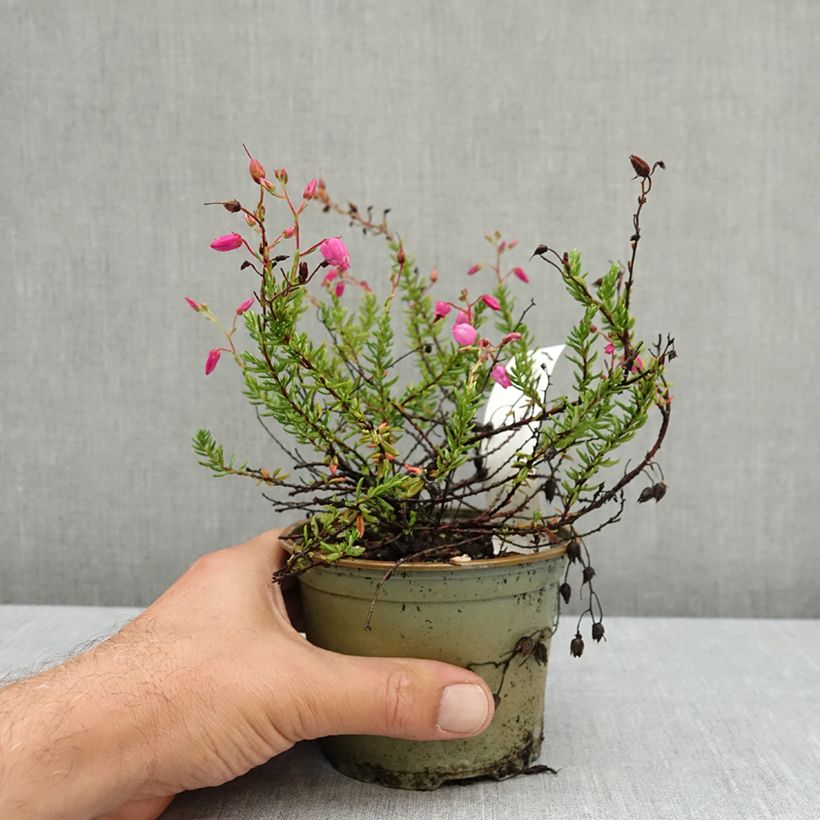 Example of Daboecia scotica Goscote - Bruyère Pot de 10 cm/11cm as you get in ete
