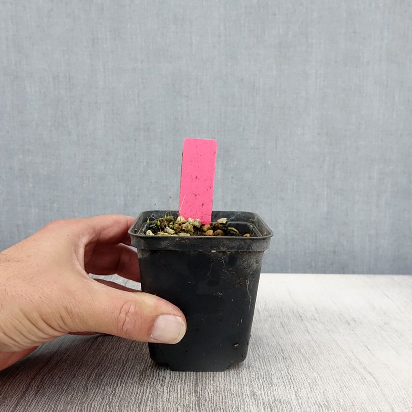 Example of Dactylorhiza majalis - Orchis de Mai ou à feuilles larges  Godet de 8/9 cm as you get in automne