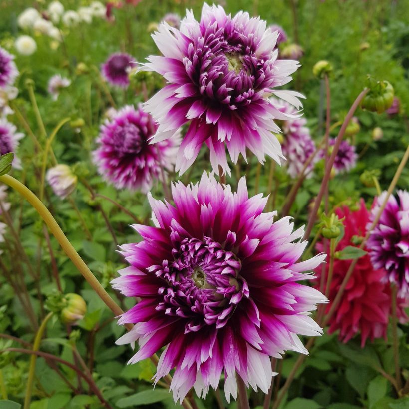 Dahlia cactus dentelle Clair Obscur (Flowering)
