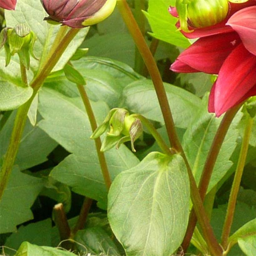 Dahlia géant Sam Hopkins (Foliage)