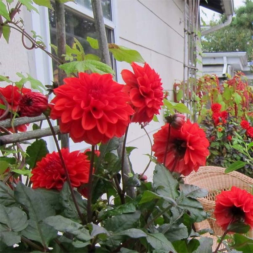 Dahlia nain Ellen Houston  (Flowering)