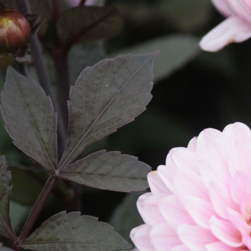 Dahlia nain Melody Harmony (Foliage)