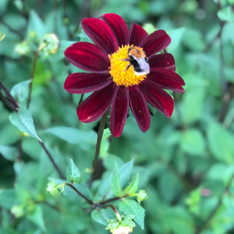 Dahlia Still Going Strong  (Flowering)