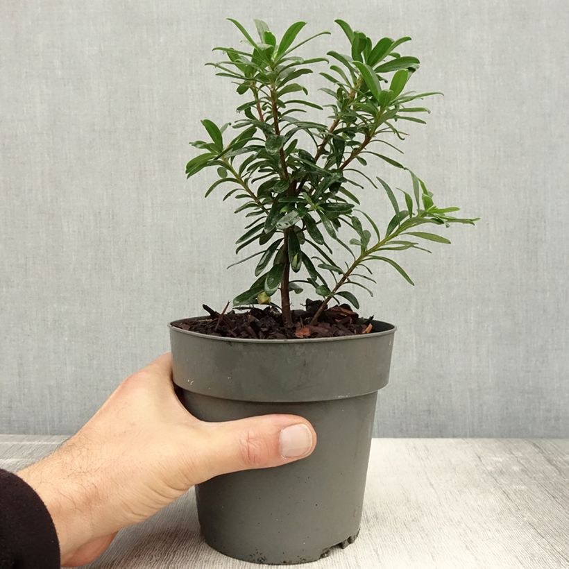 Example of Daphne x transatlantica Eternal Fragrance Pot de 1L/1,5L as you get in automne