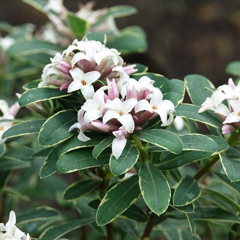 Daphne x transatlantica Summer Ice (Flowering)