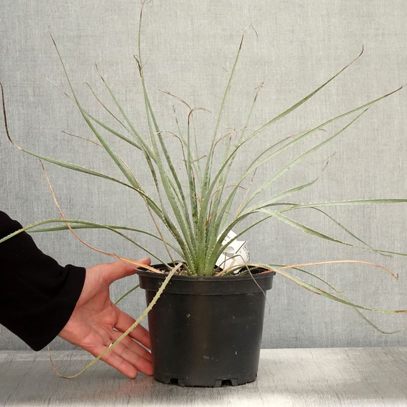 Example of Dasylirion wheeleri  Pot de 3L/4L as you get in automne