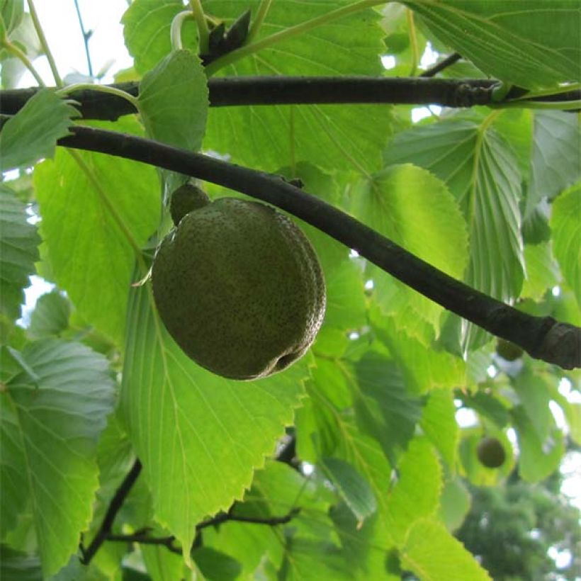 Arbre aux mouchoirs - Davidia involucrata var. vilmoriniana (Harvest)