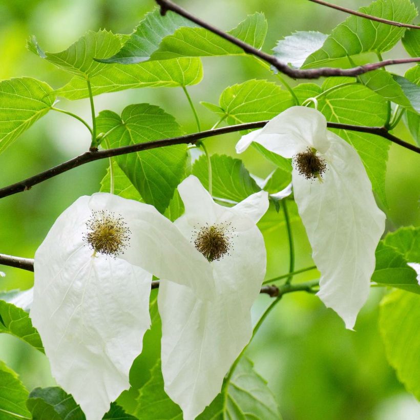 Arbre à mouchoir - Davidia involucrata (Flowering)