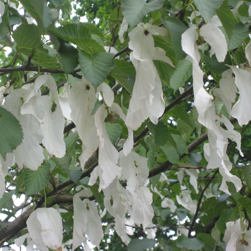 Arbre aux mouchoirs - Davidia involucrata Sonoma (Flowering)