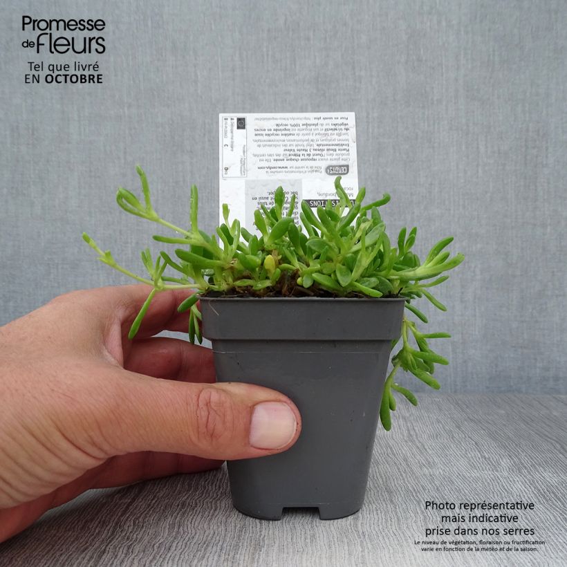 Example of Delosperma lineare - Ficoïde jaune, Pourpier vivace Godet de 8/9 cm as you get in automne