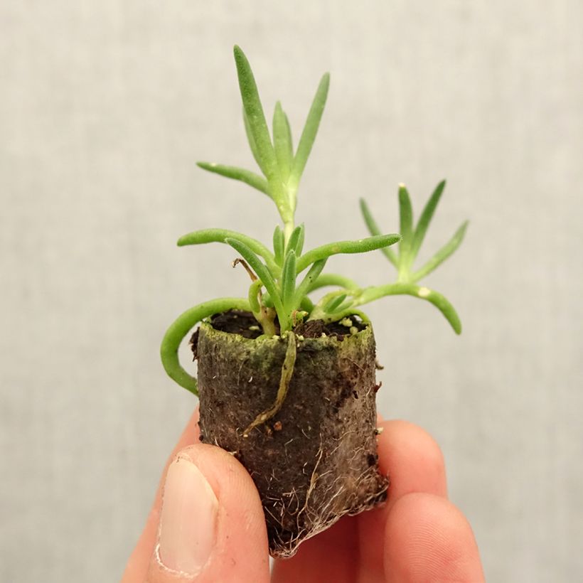 Example of Delosperma Royal Ranger White Mini-motte Ø 3/4 cm as you get in printemps