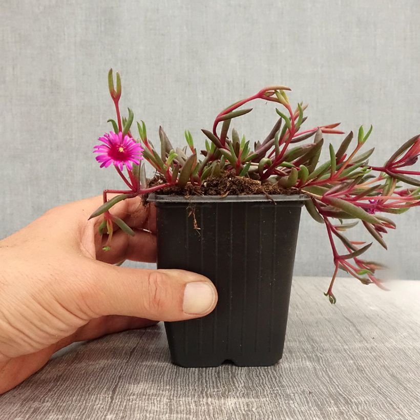 Example of Delosperma Desert Dancers Purple Godet de 8/9 cm as you get in ete