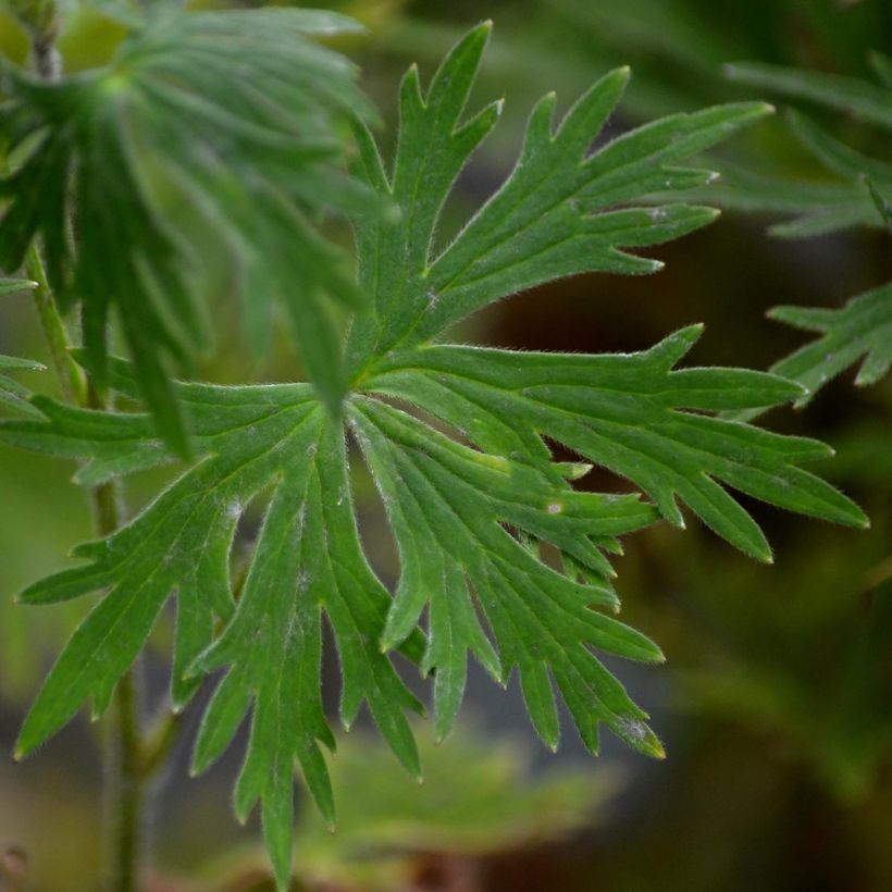 Delphinium belladonna Bellamosum - Pied d'Alouette vivace (Foliage)
