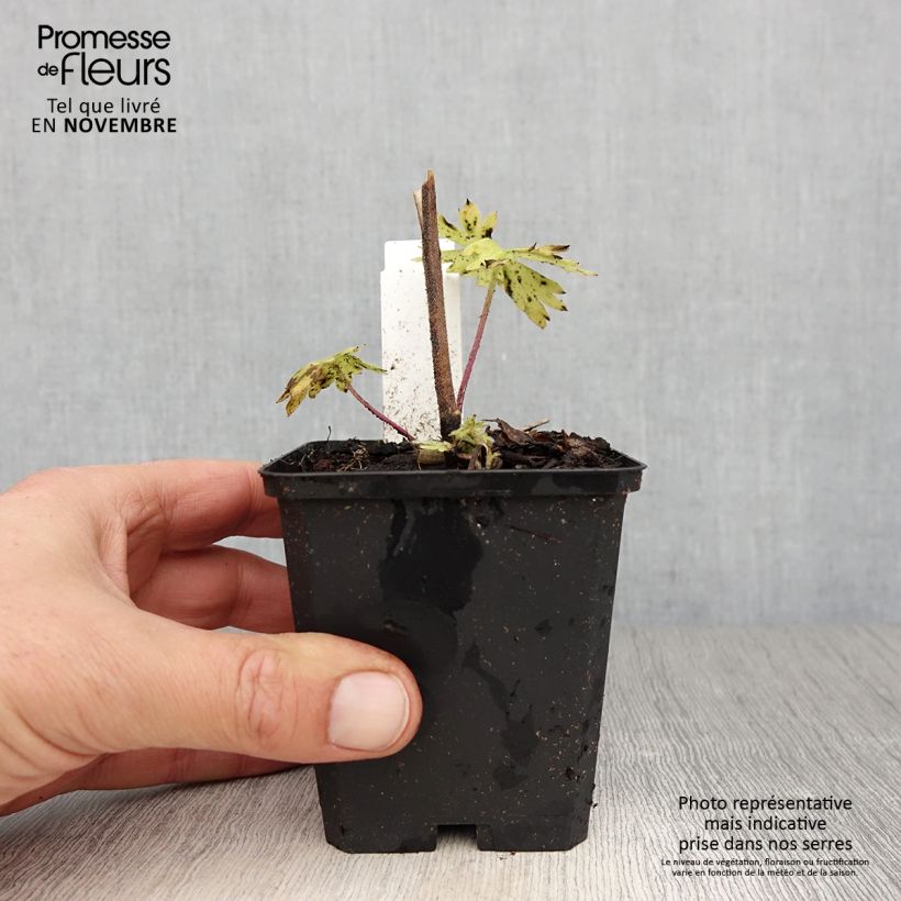 Example of Delphinium belladonna Kleine Nachtmusik - Pied d'Alouette vivace Godet de 8/9 cm as you get in automne